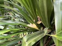 P. dubius male inflorescence