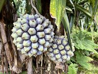 P. dubius fruit