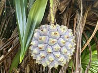 P. dubius fruit