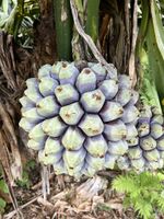 P. dubius fruit