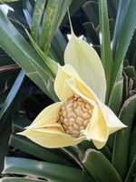 P. dubius female inflorescence
