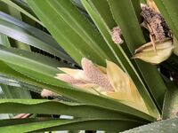 P. dubius male inflorescence