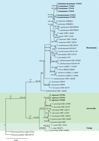 File:Mycokeys-97-021-g001.jpg